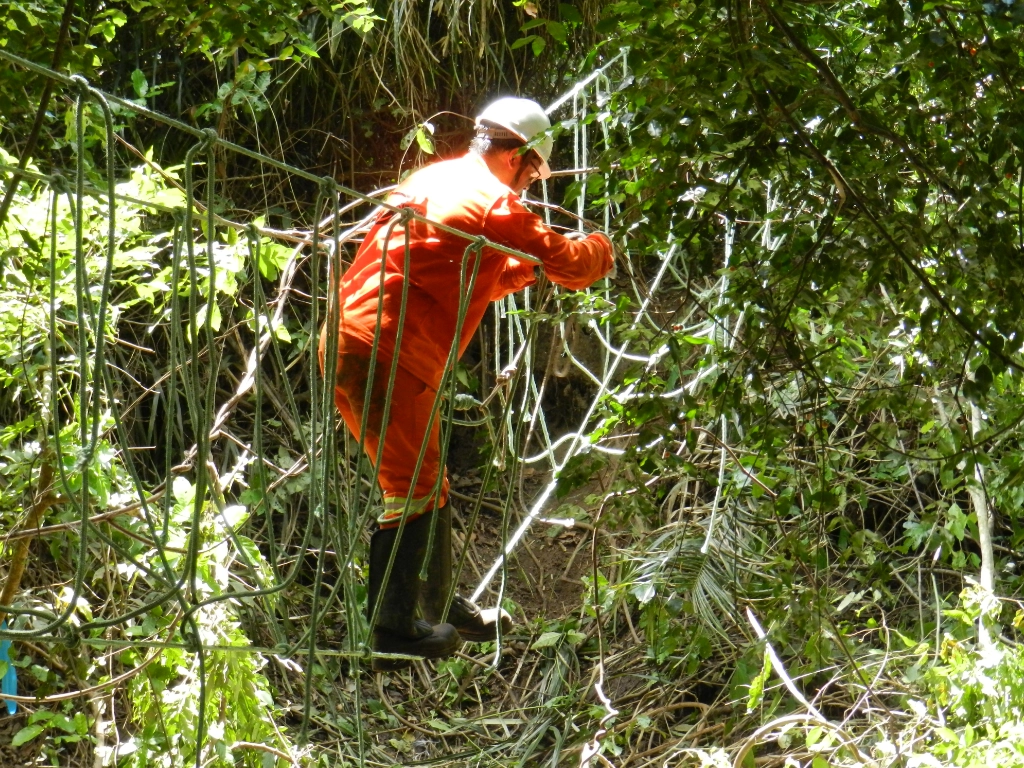 Ilustración del artículo